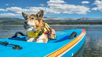 Best pet insurance in Colorado (CO) December 2023
