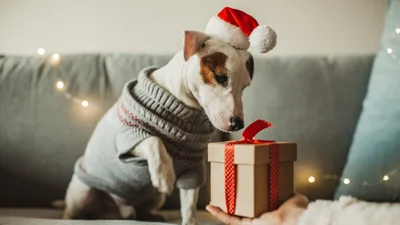Survey: 81% of pet owners buy holiday and Christmas gifts for dogs, cats and other pets